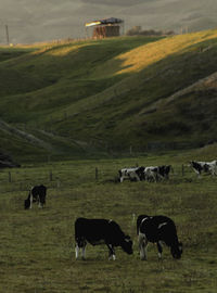 Cows grazing in a field