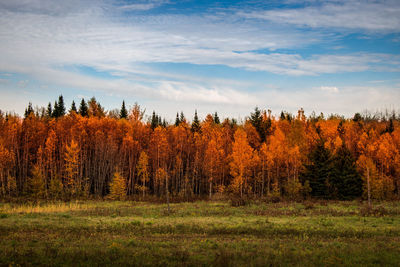 View of autumnal trees on landscape