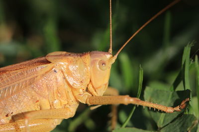 Close-up of a lizard on leaf