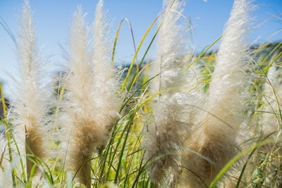 Close-up of grass on field against sky