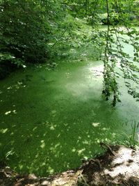 Scenic view of lake in forest