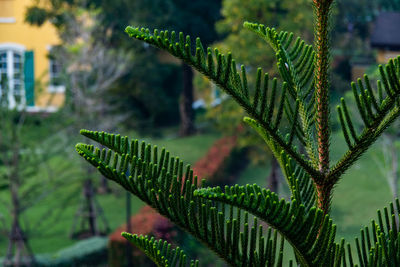 Close up leaf of norfolk island pine with blurred green background. concept for natural