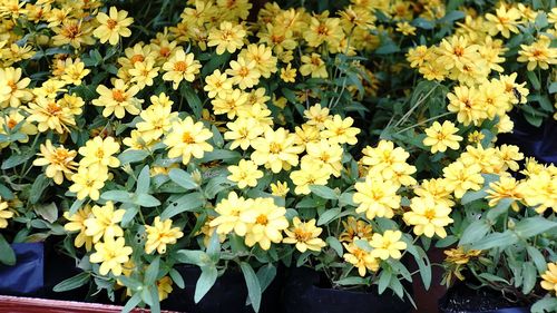 Close-up of yellow flowers blooming outdoors