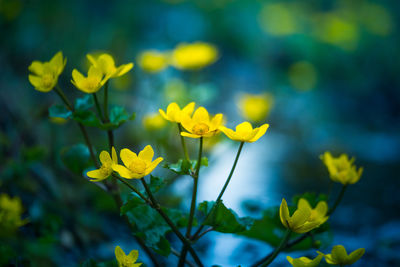 Beautiful yellow kingcups blooming in the wet ditch in spring. caltha palustris in natural habitat.