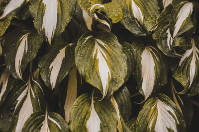 Full frame shot of leaves