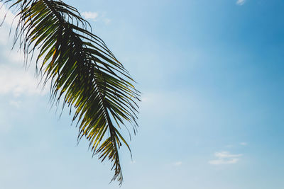 Low angle view of palm tree against sky