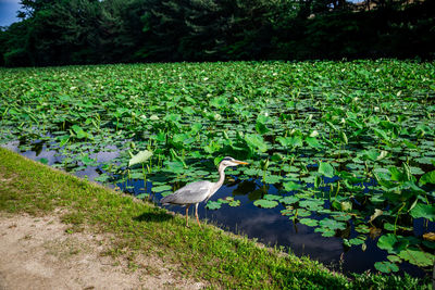 View of birds on the land