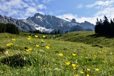 Scenic view of flowering plants on field against cloudy sky