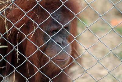 Close-up of chainlink fence