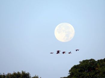 Low angle view of birds flying in sky