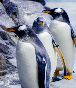 Close-up of penguin