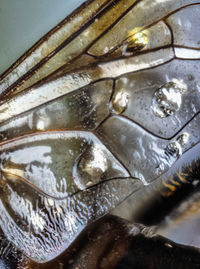 High angle view of fish in water