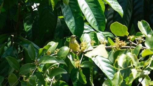 Close-up of green flowering plants