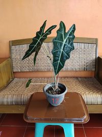 Close-up of potted plant on table at home