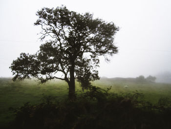 Trees on grassy field