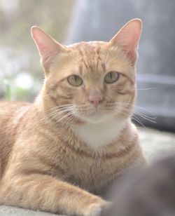 Close-up portrait of tabby cat