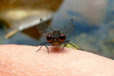 Close-up of insect on finger