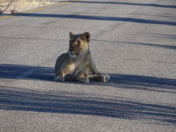 Cat on road