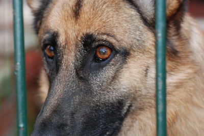 Close-up portrait of a dog