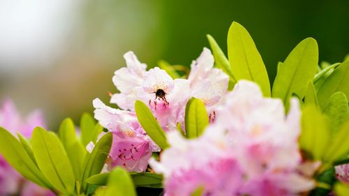 Close-up of insect on pink flower