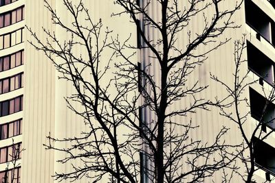 Bare tree against building