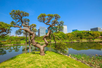 Trees by lake against blue sky