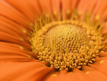 Extreme close-up of flower head