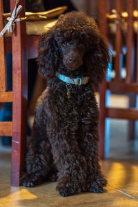 Portrait of dog sitting on seat