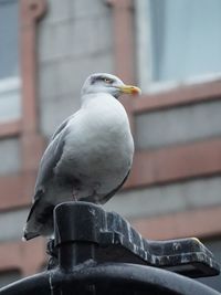 Close-up of bird perching on metal