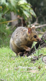 Australian animal,brushtail possum