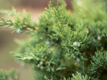 Close-up of pine tree leaves