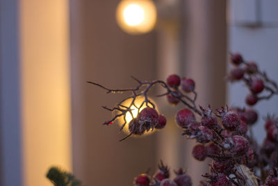 Close-up of insect on flower