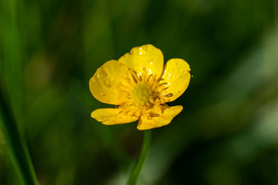 Close-up of yellow flowering plant