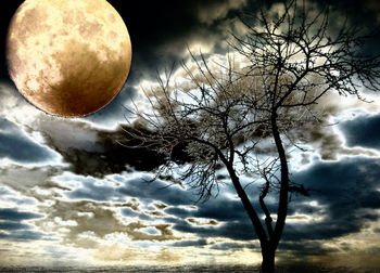 Low angle view of tree against sky at night