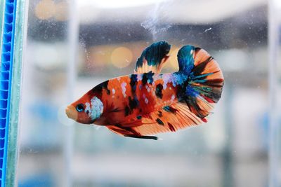 Close-up of fish swimming in sea