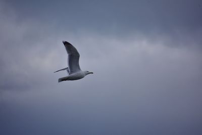 Low angle view of seagull flying in sky