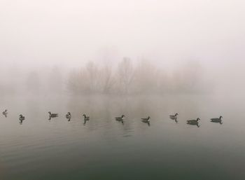 Flock of birds in lake during winter