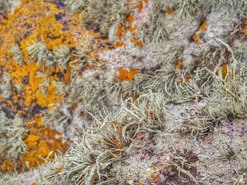 Full frame shot of autumn leaves