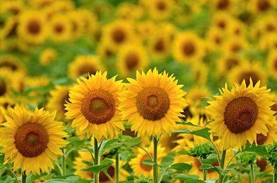 Close-up of yellow flowering plants on field