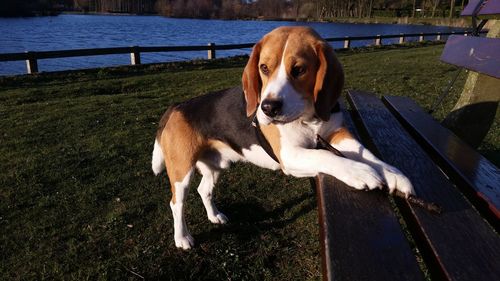 Dog on grass