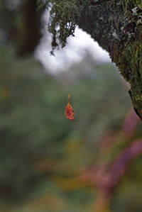 Close-up of red flowering plant during autumn