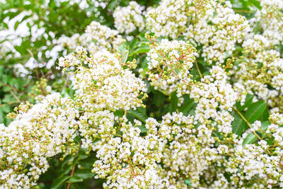 Close-up of white flowering plant