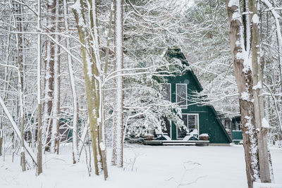 Snow covered bare trees in forest