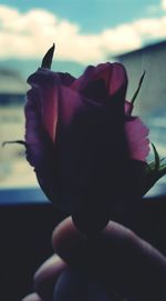 Close-up of pink flower against blurred background