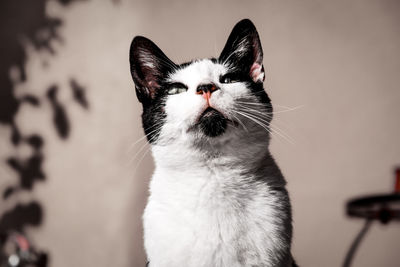 Close-up of a cat looking away