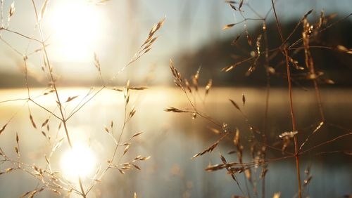 Close-up of plants against lake during sunrise