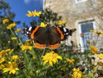 Butterfly on flower