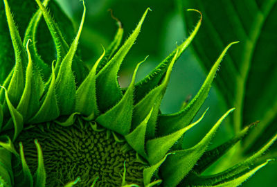 Full frame shot of green leaf