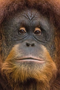 Close-up portrait of face