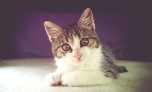 Close-up portrait of cat